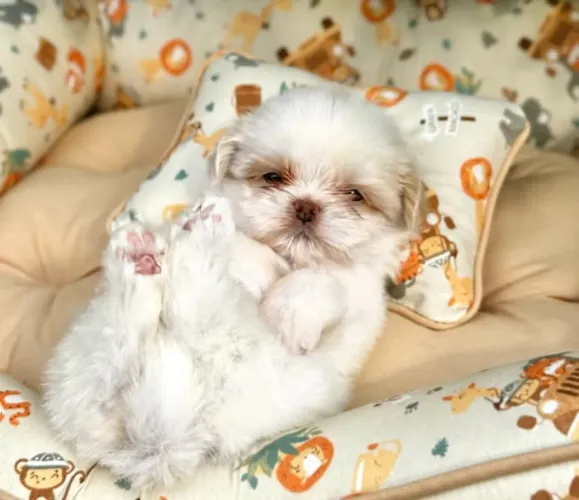 Filhotes shihtzu legítimo 600