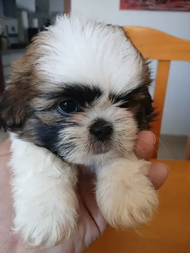 Filhote de Shih tzu fêmea