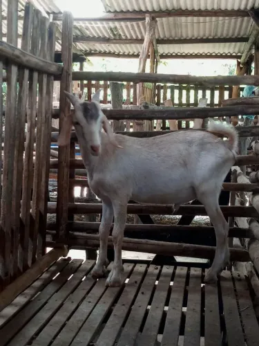 Cabras e cabritos