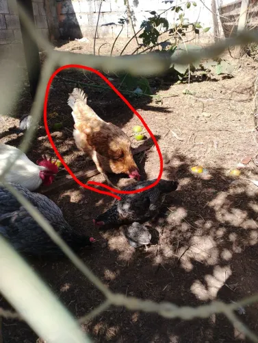 Galinha de ovos azuis 