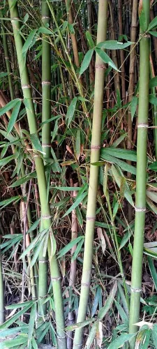 vara de bambu verde 