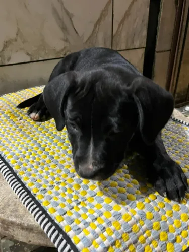 Cachorro