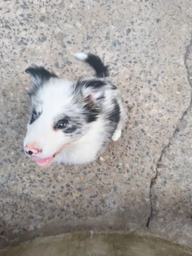 Border collie macho divido 10x sem juros