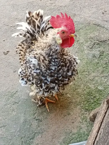 GALO Chinês Frisadinho
