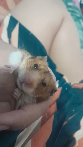 Hamster sírio
