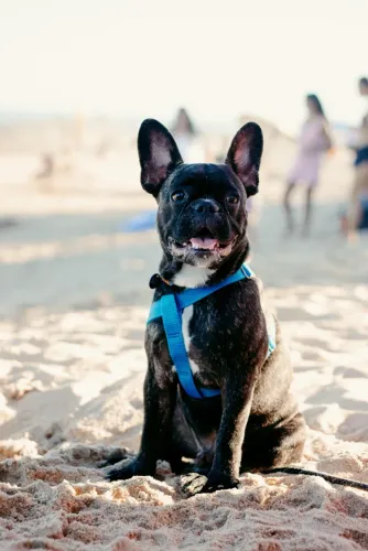 Buldogue francês