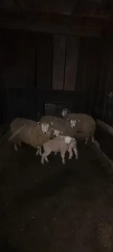 Ovelhas