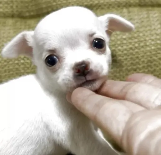 Cãozinho Chihuahua dócil com procedência e saúde garantida