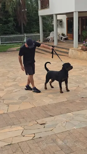 ROTTWEILER FILHOTES