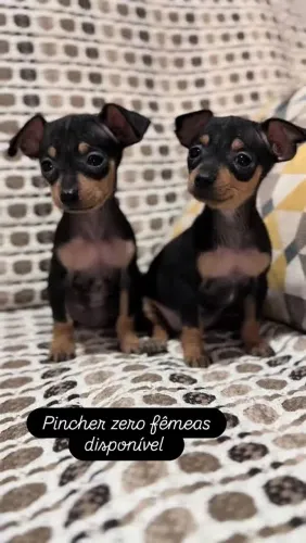 Pincher ZERO ( machos e fêmeas) 