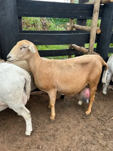 Carneiras prenha a venda