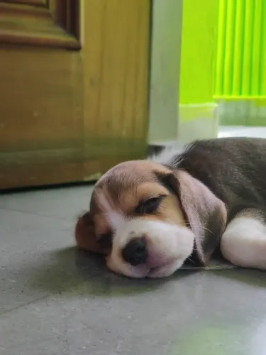Beagle Doguinhos com estilos que agradam diferentes perfis