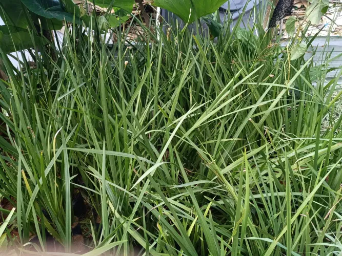 Plantas ornamentais moreias