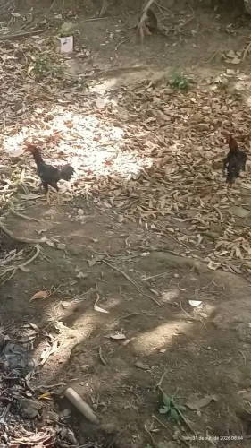 Vende-se galo de raça