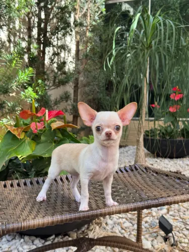 Chihuahua 
