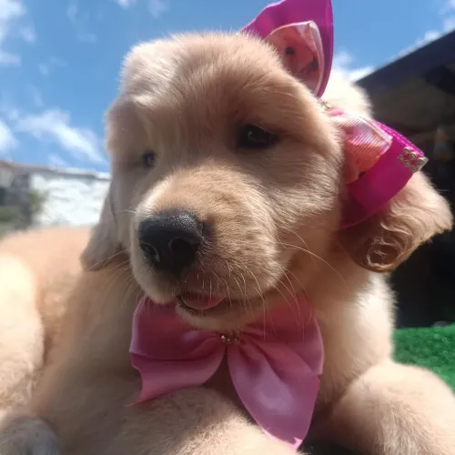 Lindos filhotes Golden Retriever 