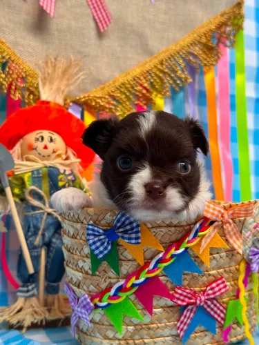 chihuahua um verdadeiro exemplar 