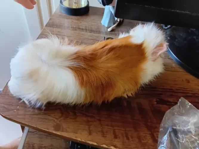 Porquinho da Índia