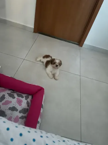 Shi tzu Fêmea com pedegree