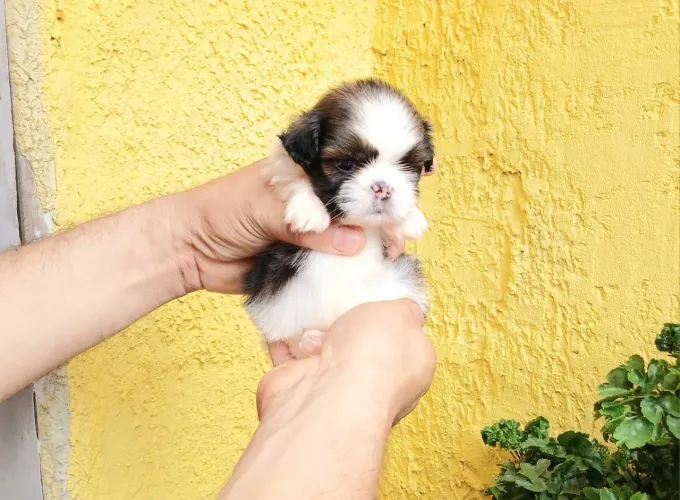 Shih tzu MINI ORIGINAL FOFOS FOFOS FOFOS!