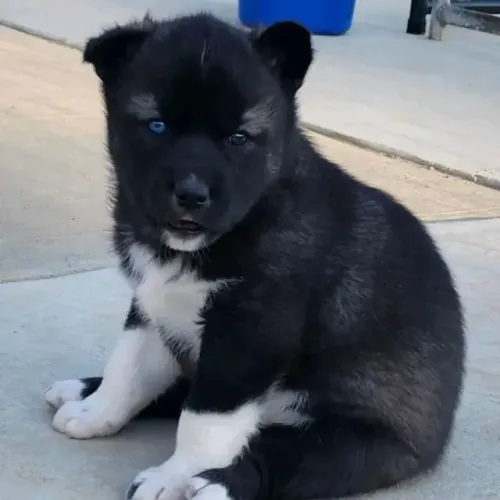 Filhotes de Husky Siberiano | Uma presença marcante.