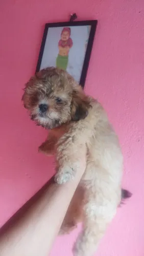 Filhote de Cachorro