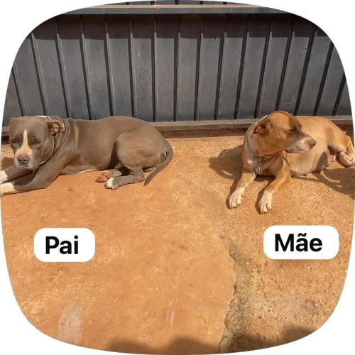 AMERICAN BULLY com STARFFORDSHIRE
