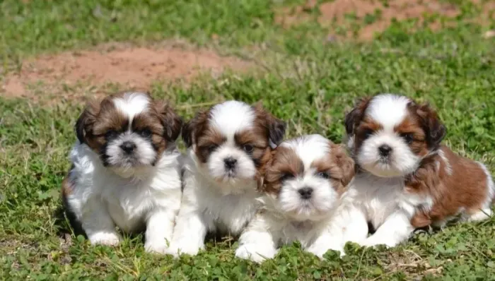 Shih Tzu Mini - Lindos Bebês Disponíveis - Promoção 12 x