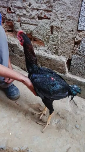 Frango indio