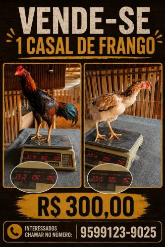 Vende-se 1 casal de frango