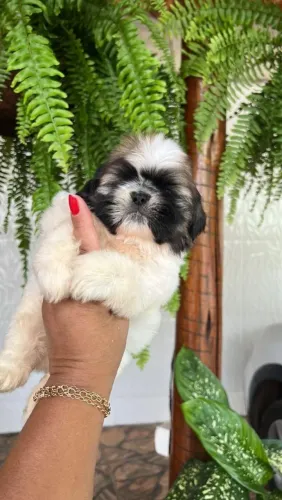 Shih Tzu Mini 