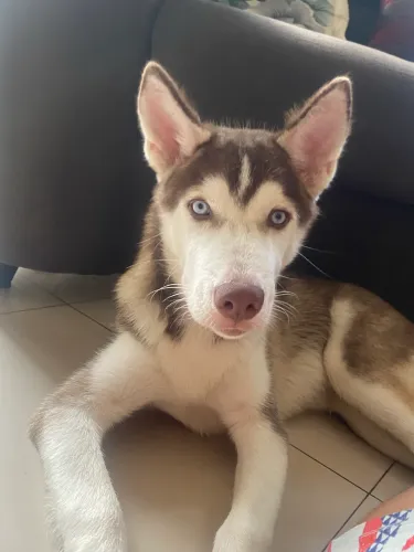 Vende se cachorro