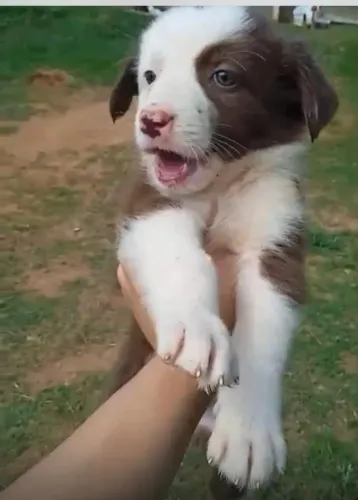 Border collie excelente linhagem