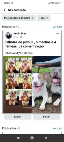 Filhotes de pitibull 
