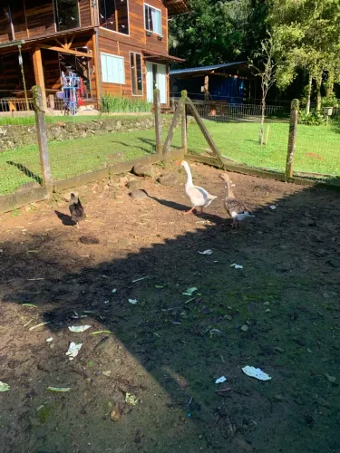 Casal de ganso