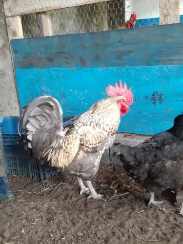 Galos