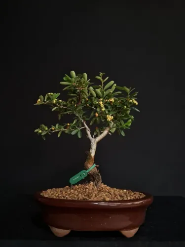 Bonsai De Piracanta Com Frutos / Vaso de Cerâmica Marrom - Hajime Bonsai