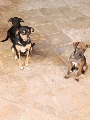 Doação de filhote de cachorro