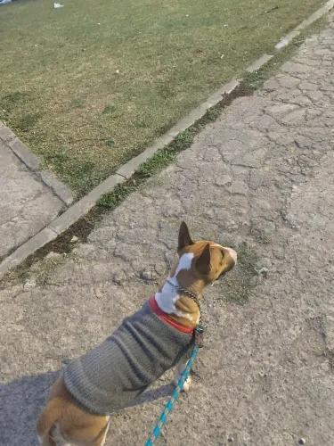 Vendo uma bull terrier fêmea
