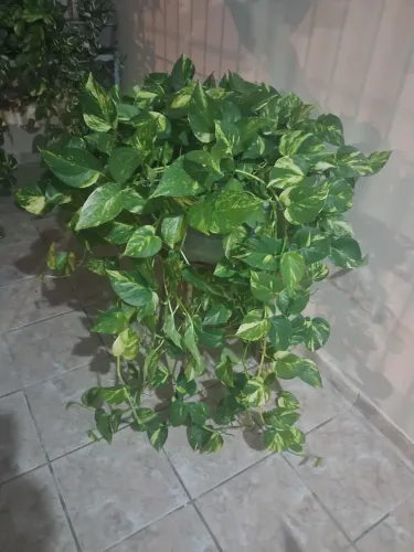 Jardim