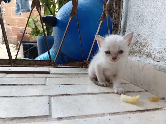 Doação de gato