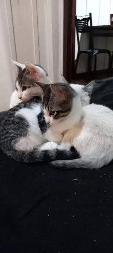 Doacao de gatos machos 