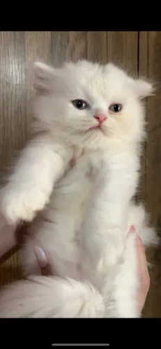 Gato Persa lindos filhotinhos com estrutura perfeita