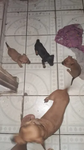 Filhotes de pinscher