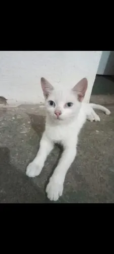 Gata Fêmea pra Adoção responsável