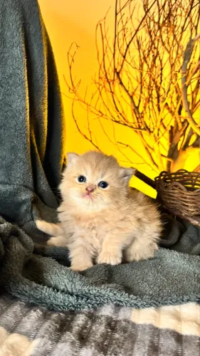 Gato Persa