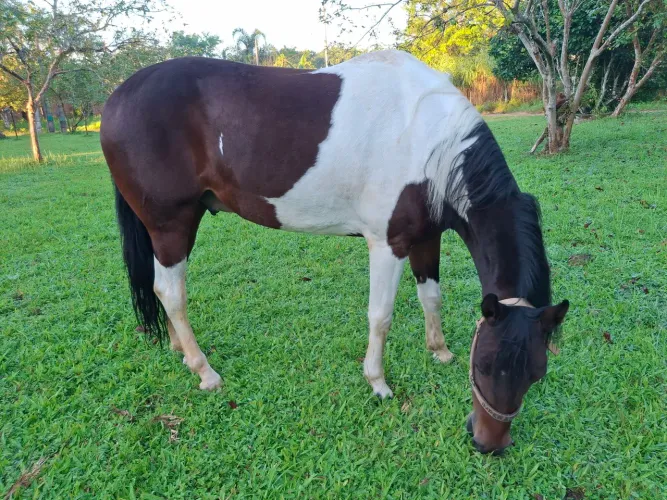 Cavalo Pampa