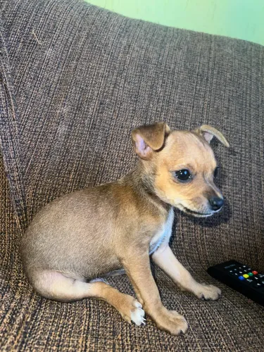 pinscher macho