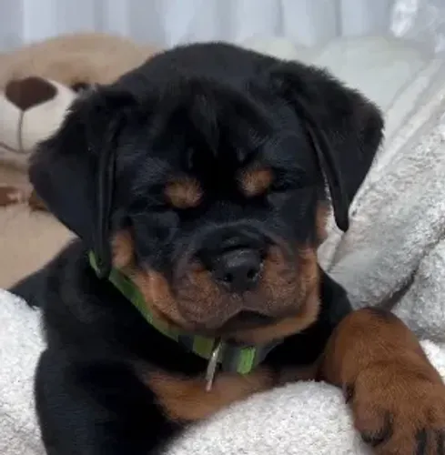 ROTTWEILER MACHOS E FÊMEAS