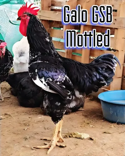 Troco Galo GSB Mottled
